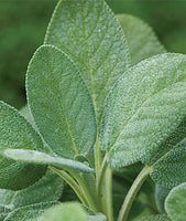 Magnolia Sage